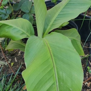 Blue Java Banana Tree Ice Cream Banana Plant Starter Fruit Tree Live ...
