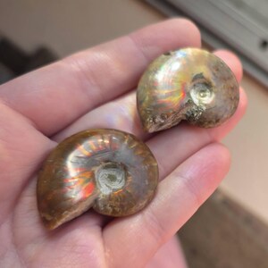 レインボーオパールアンモナイト化石シェル：レインボーオパール