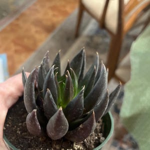 Black Knight Echeveria, Echeveria Affines, Black Plant in 4", 6" Pot - Etsy