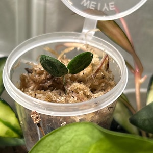 Hoya Serpens Silver|splash UNROOTED - Etsy