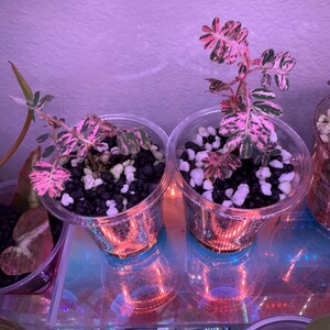 Phyllanthus Niruri Pink Variegated