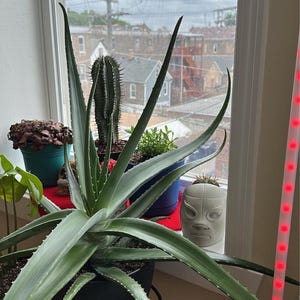 Pepe added a photo of their purchase