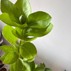 Bibi heeft een foto van de aankoop toegevoegd