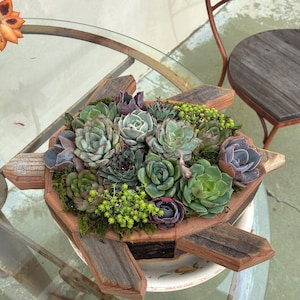 cement succulent planter Nearly Natural Succulent Garden with Textured Concrete Planter, Green