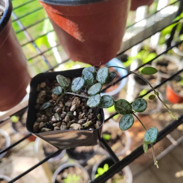 Hoya serpens (Silver) | 2-Inch – Hoya Treasures