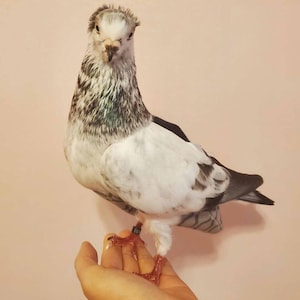 koamii added a photo of their purchase