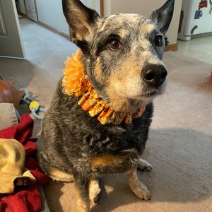 Dog Ruffle Collar Vintage Floral on Teal Dog Scrunchie - Etsy