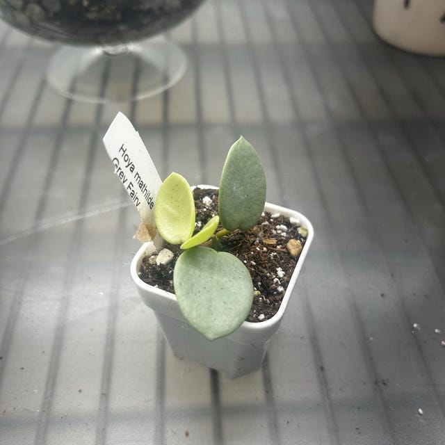 Hoya Mathilde Grey Fairy Full Silver ROOTED and Growing! - Etsy