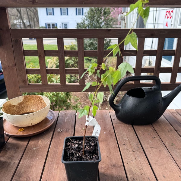 Red Maple Quart Pot – Native Red Maple Tree Seedling, Hardy Zones 4-8