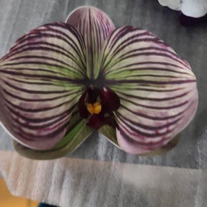 Marilyn added a photo of their purchase