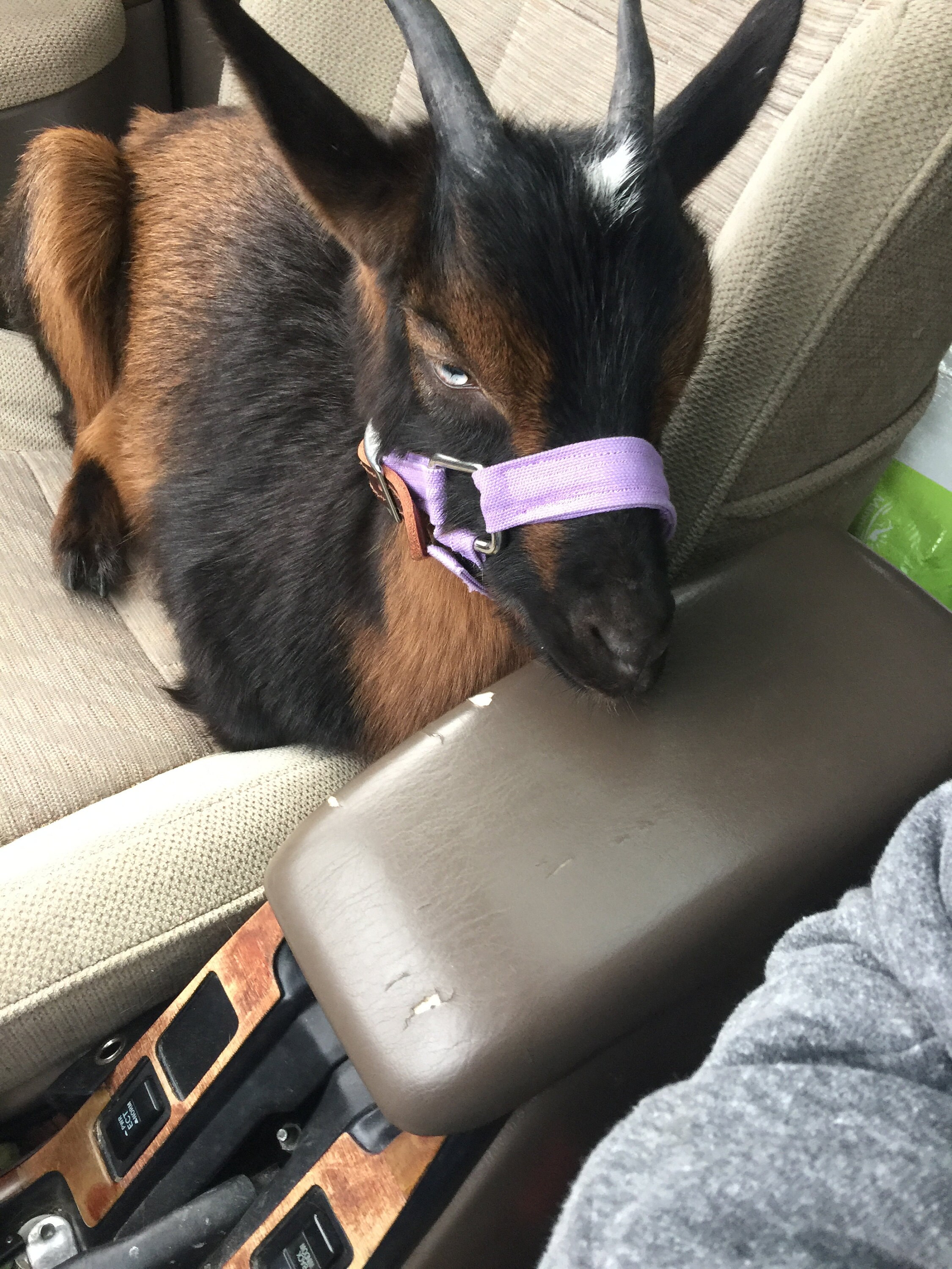 Lightweight Adjustable Goat Halter Pygmy and Nigerian Dwarf