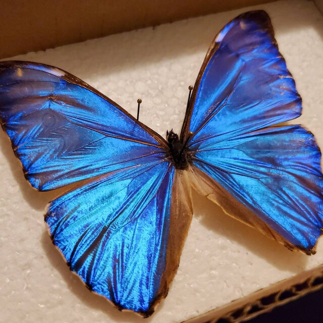 Morpho Aurora Blue Butterfly Peru - Etsy