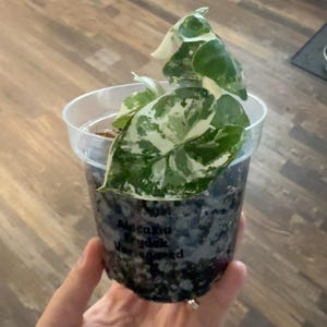 Lo added a photo of their purchase