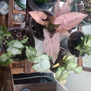 Emilie hat ein Foto des gekauften Artikels hinzugefügt