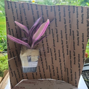 Comprador Etsy adicionaram uma foto da sua compra