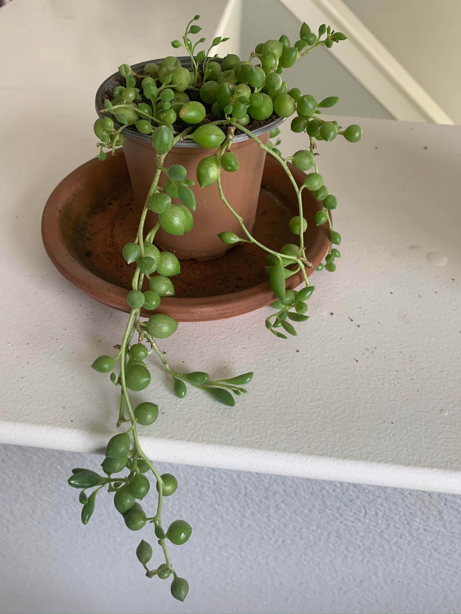 String of Pearls