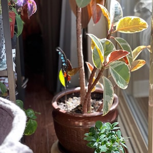 Kimberly added a photo of their purchase