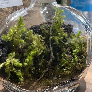 Terrarium Moss Mnium Hornum With Phytosanitary Certification and