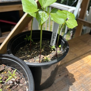 Kelly ha añadido una foto de su compra