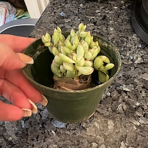 Cotyledon Pendens Cliff Hanger with root - 2-5th picture - example of what  you will receive / Rare