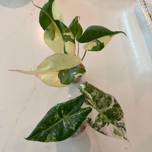 Melissa added a photo of their purchase