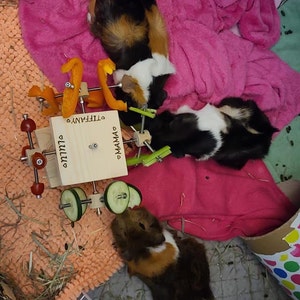 Niki added a photo of their purchase