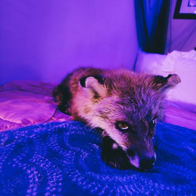 Wild Red Fox Fur (No Feet) — Claw, Antler & Hide Co.
