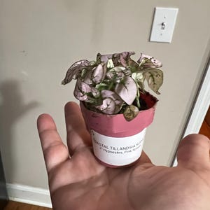 Misti added a photo of their purchase