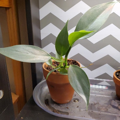 Philodendron Silver Sword hastatum Starter Plant ALL - Etsy