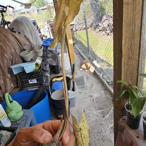 Shaddai ha añadido una foto de su compra