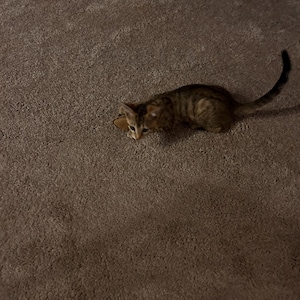 Kurt ha añadido una foto de su compra