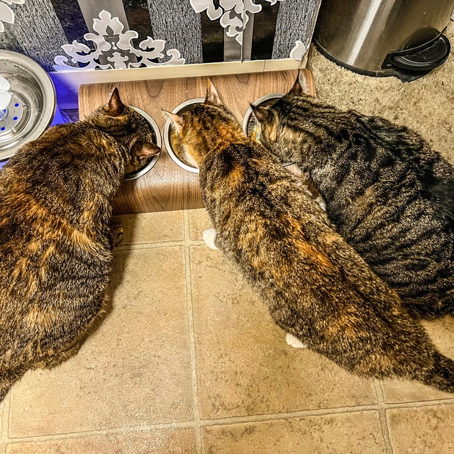 Customer photo of Feeding Station