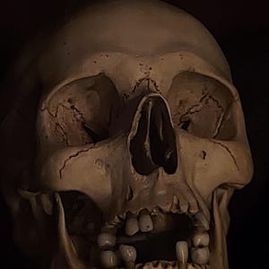 Light Skull – Human Skull Replica – Life Size Anatomical Skull