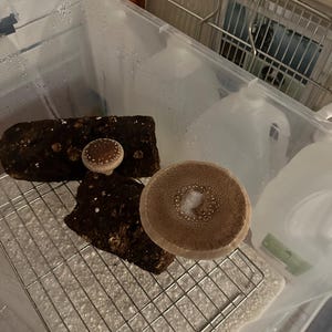 William added a photo of their purchase