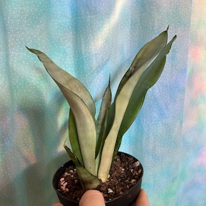 Elizabeth added a photo of their purchase