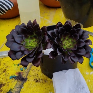 Jose added a photo of their purchase