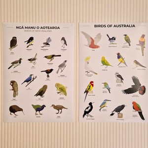 New Zealand Native Birds Art Print Set – Kiwiana Home Decor