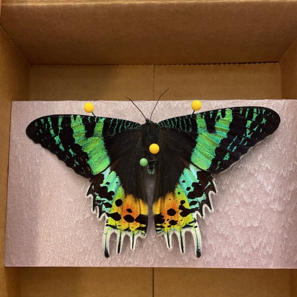 Madagascar Sunset Moth Urania Rhipheus, for Specimen Pinning Insect ...