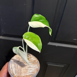 Steven added a photo of their purchase