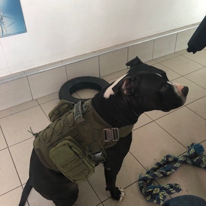 Pitbull tactical vest 2025