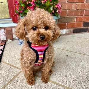 Paula added a photo of their purchase