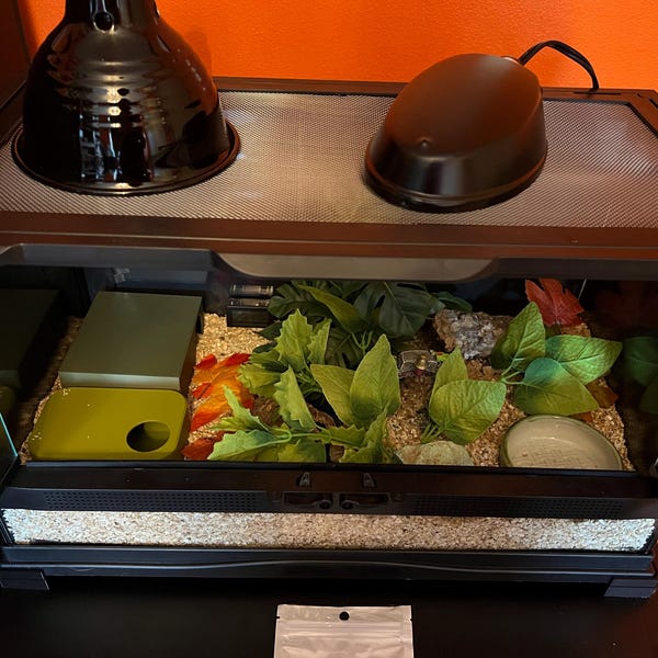 Curated visual reference: Curated Digital Reptile Feeding Tracker Gallery View 37