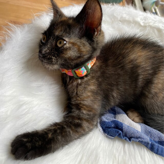 Adorable Kitten Wearing New Bespoke Autumn Sunrise Collar