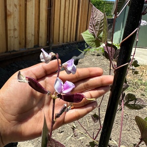 Sneha さんが購入した商品の写真を追加しました