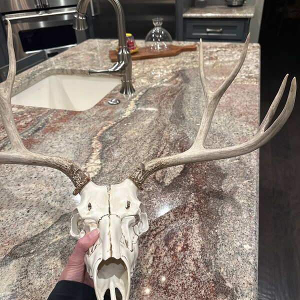 Dark Tall 4x4 Mule Deer Antler Horn Fake Skull Mount Taxidermy Rack Man ...