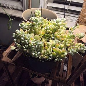 Etsy-koper heeft een foto van de aankoop toegevoegd