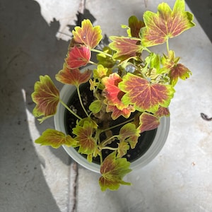 Janet added a photo of their purchase