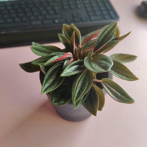 Zoe added a photo of their purchase