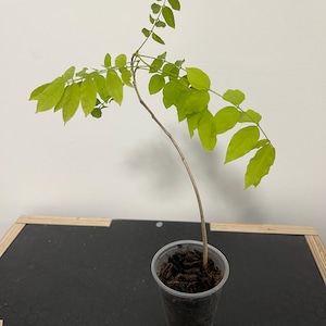 Tsubasa added a photo of their purchase