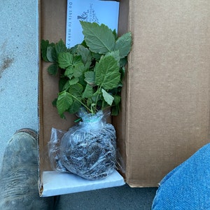 Vida added a photo of their purchase